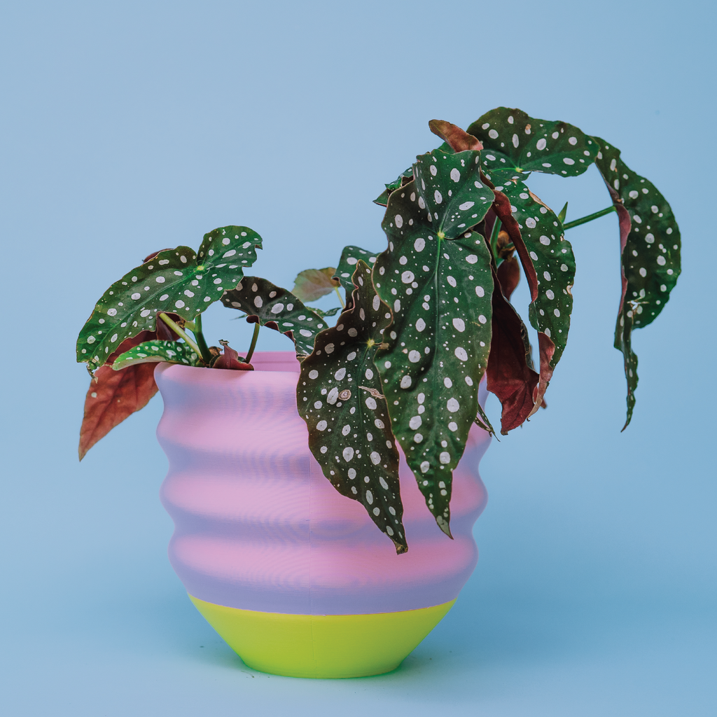 The Biggle Planter for 7" Plants