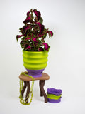 The Biggle Planter for 7" Plants